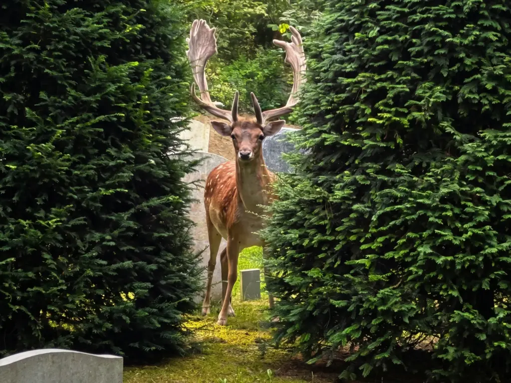 Een damhert met gewei staat tussen twee donkere coniferen op een begraafplaats, met grafstenen op de achtergrond