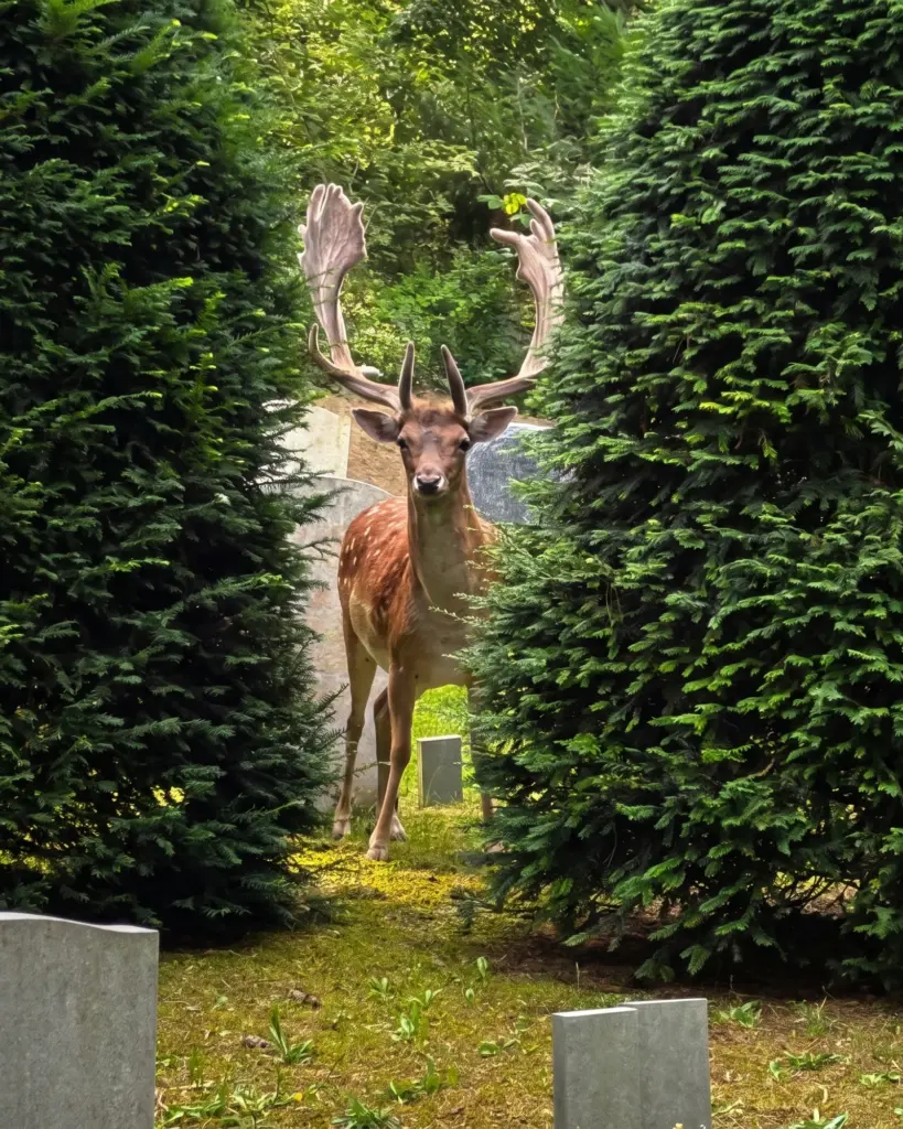 Een damhert met een groot gewei staat tussen twee donkere coniferen op een begraafplaats, met grafstenen erachter