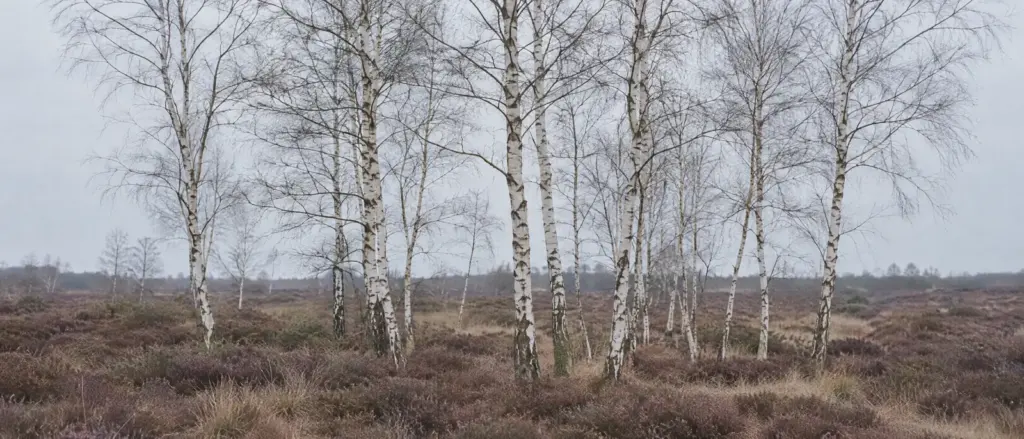 Een groepje berken met witte stammen op een open heideveld onder een lichte lucht
