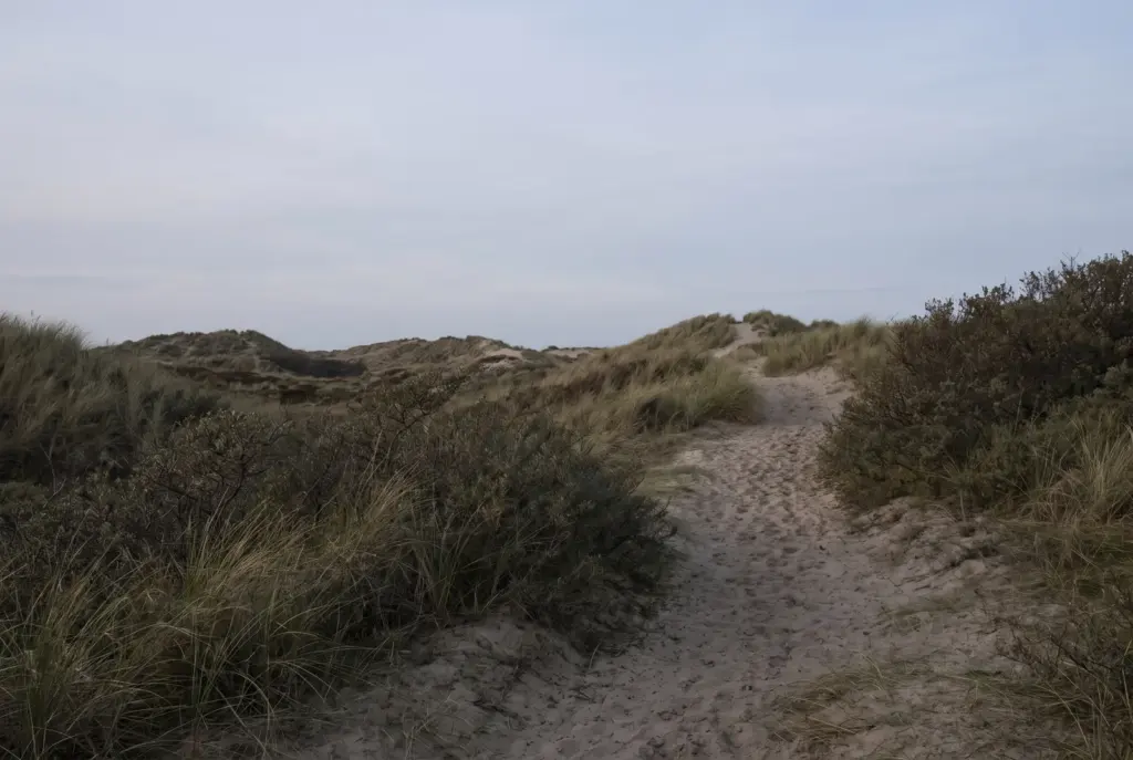 Een smal zandpad dat tussen lage duinen met helmgras en duindoorn omhoog loopt, in de namiddag