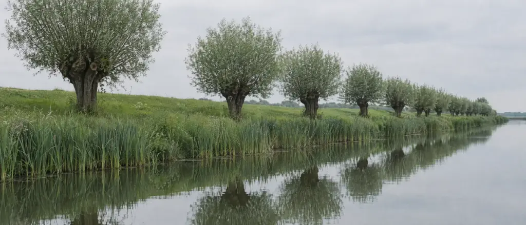 Een rij knotwilgen langs stil water met riet aan de oever