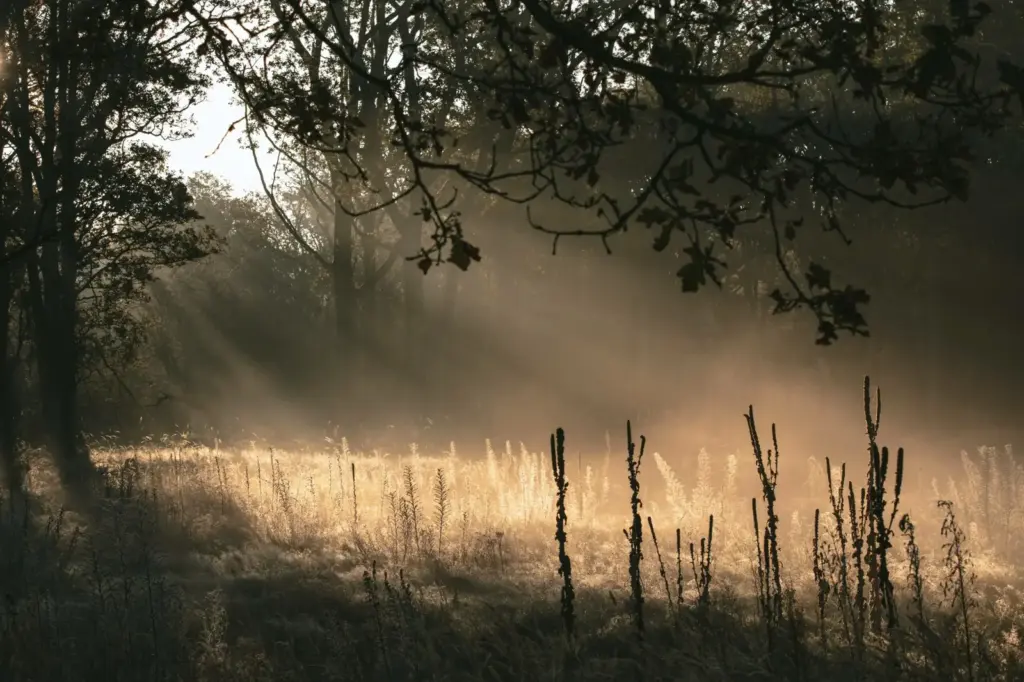 Ochtendlicht en mist boven een weiland met hoog gras