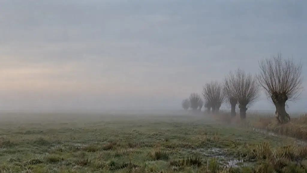 Ochtendmist boven een vlak weiland met een rij knotwilgen