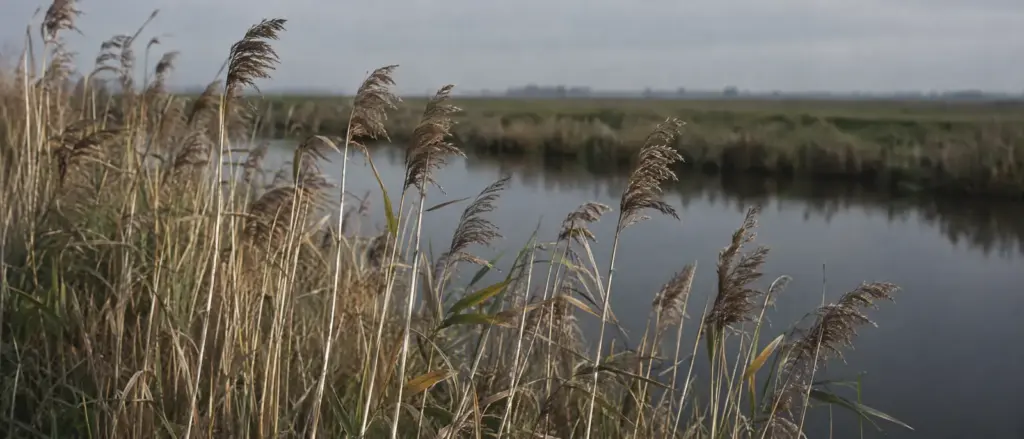 Riet langs de oever van een sloot, met stil water erachter